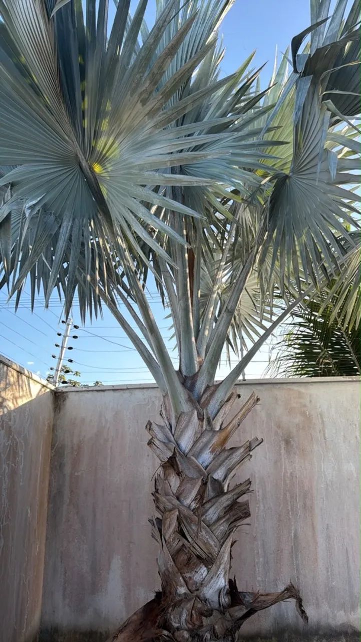 Coqueiro  - Foto 3