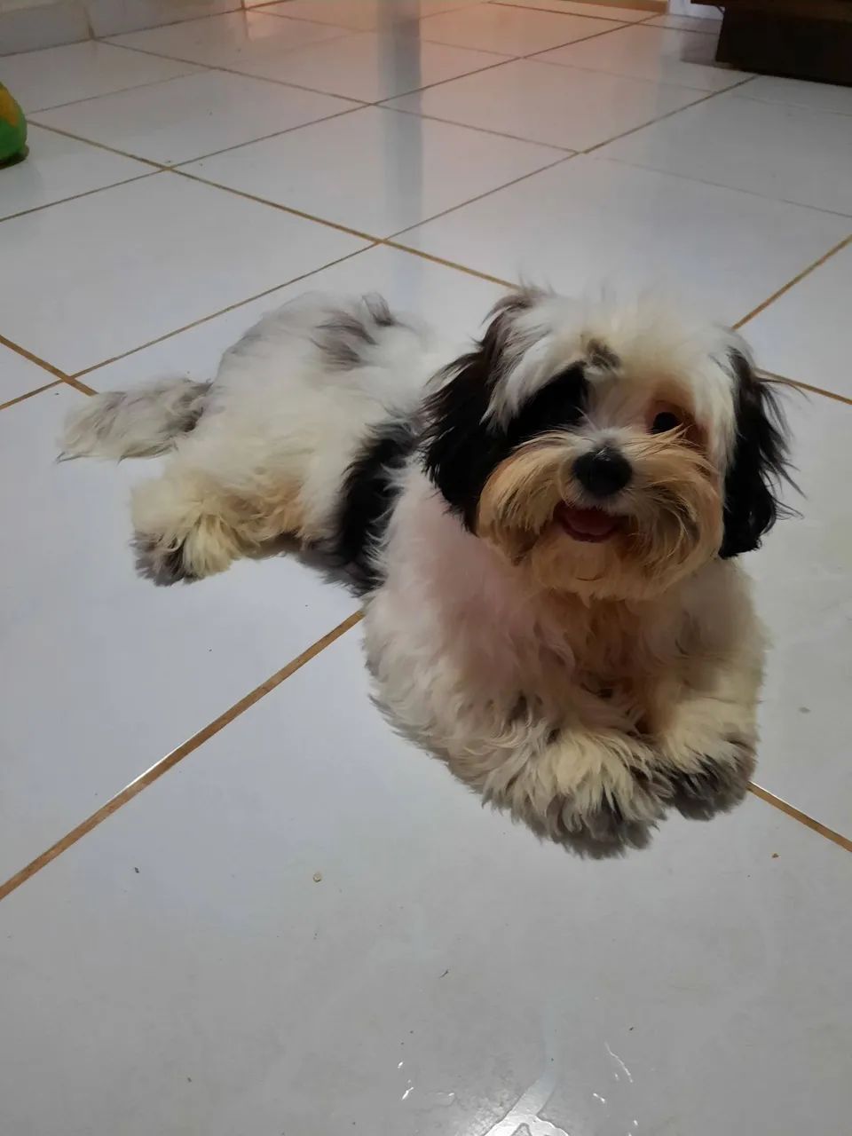 Shitzu macho para cruzar