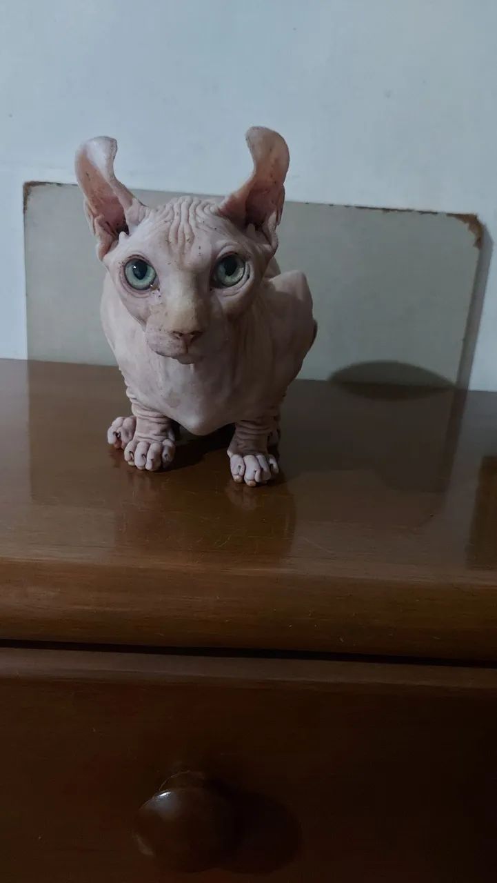 Sphynx Elf Macho 
