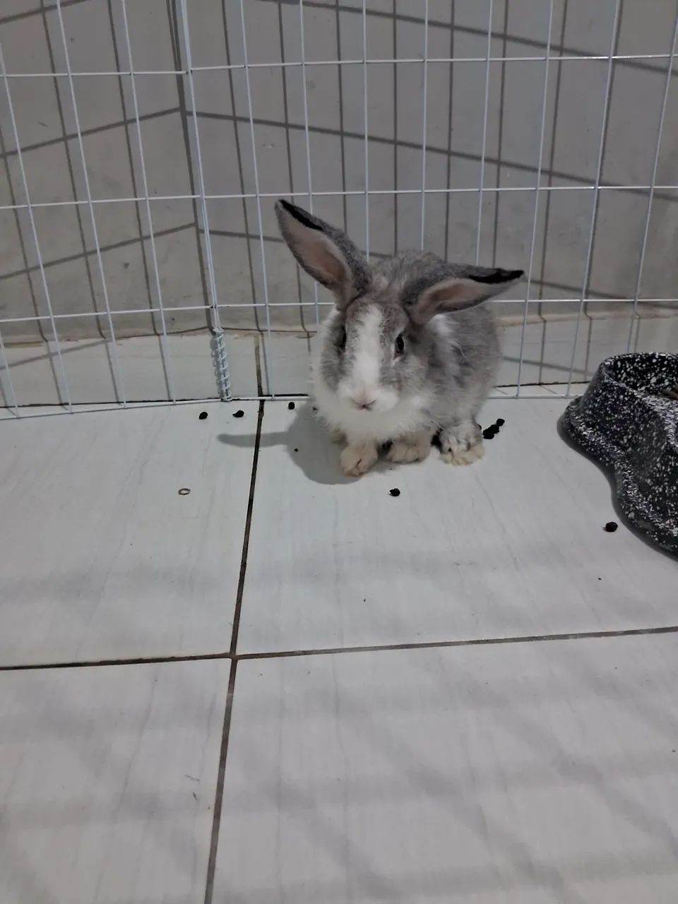  Vendo Coelha fêmea com urgência 