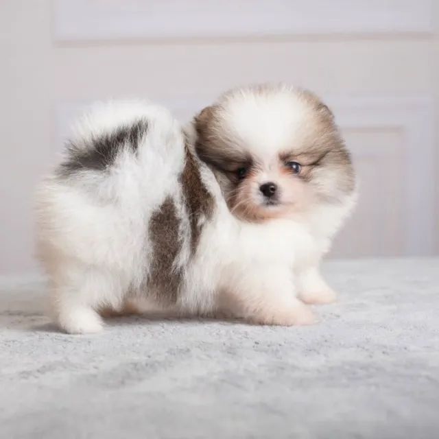 Cachorro  - Foto 3