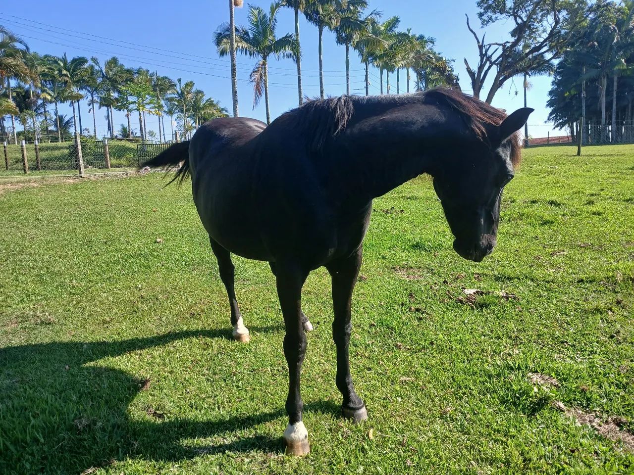 Cavalo. Mistura com quarto de milha. 8 anos  - Foto 5
