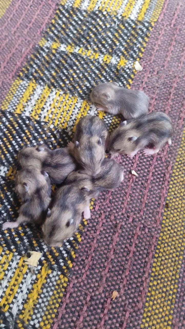 Hamster  - Foto 5