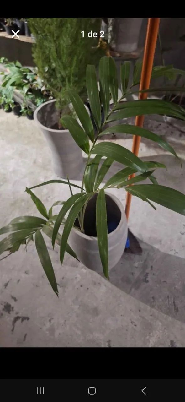 Vaso e plantas 78,00  - Foto 2