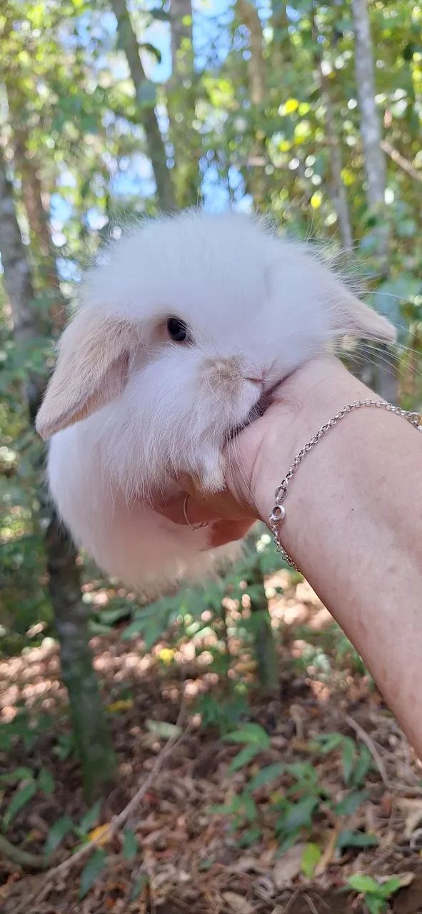 Lindos mini coelhos fuzzy lop - Foto 3