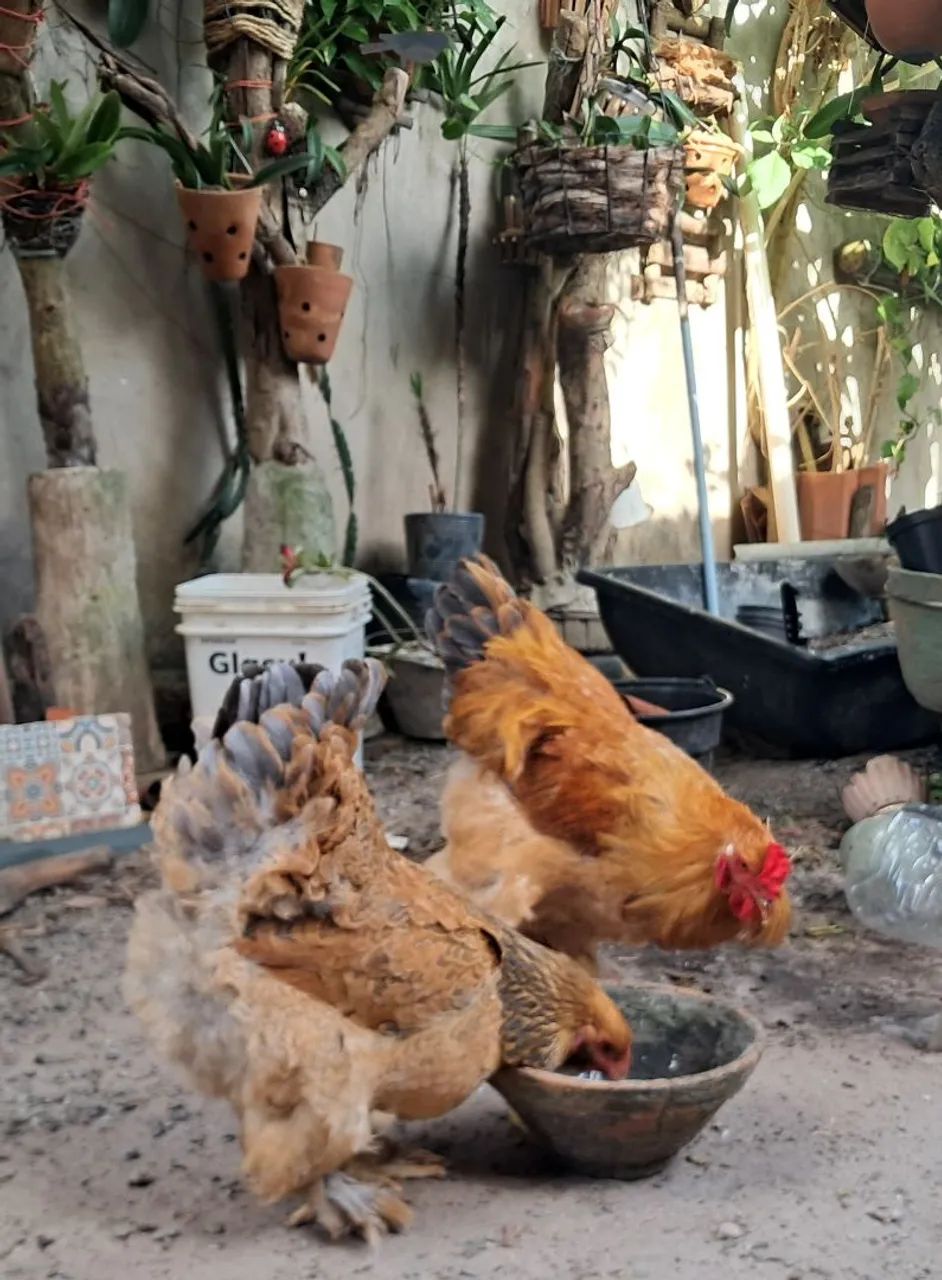 Casal de  Brahma  - Foto 2