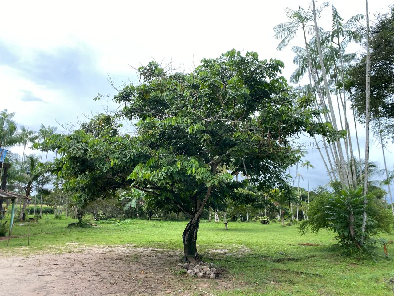 Vendo sítio em Marapanim  - Foto 3