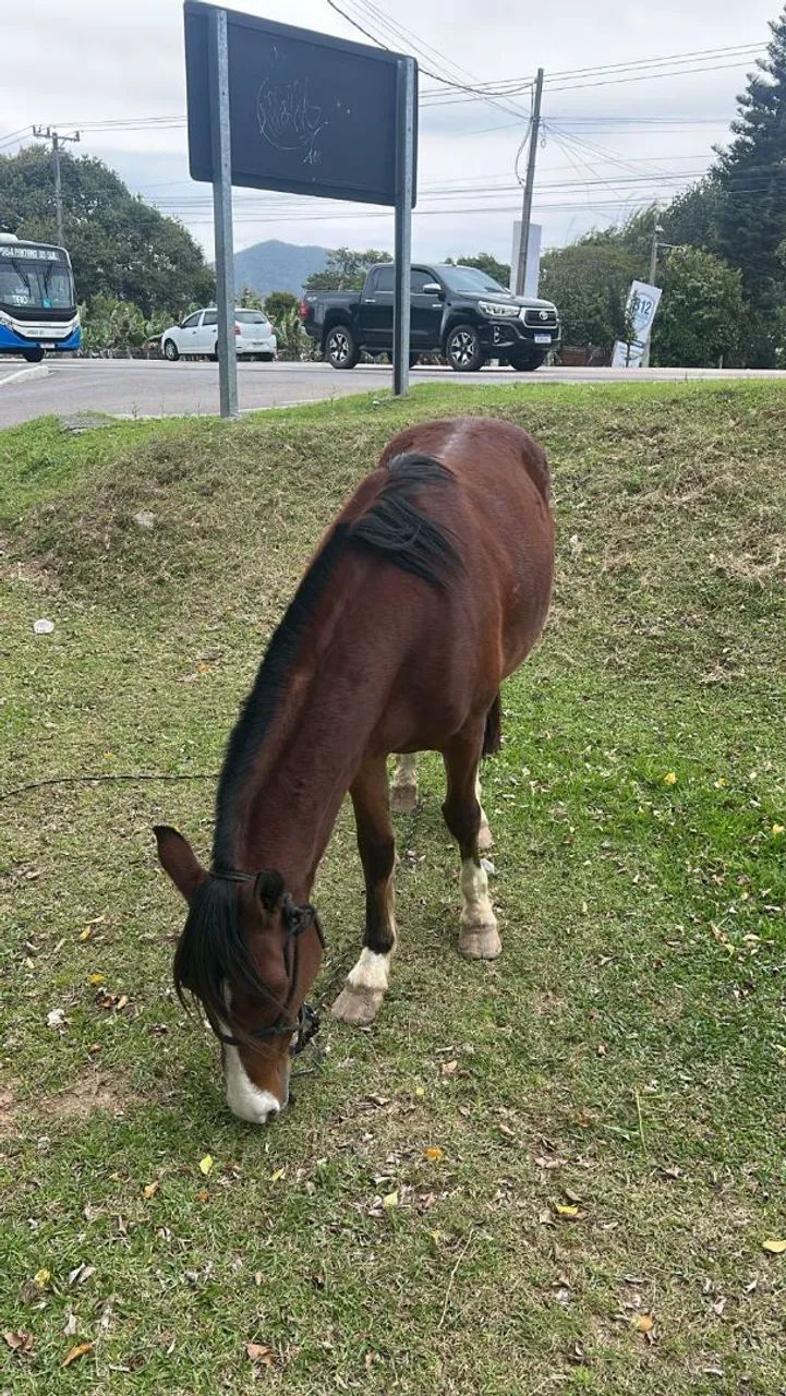 CAVALO CRIOULO  - Foto 3