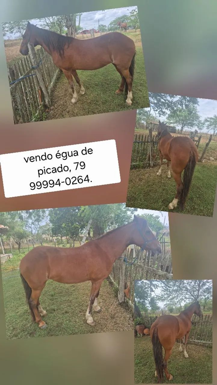 Vendo égua de picado.