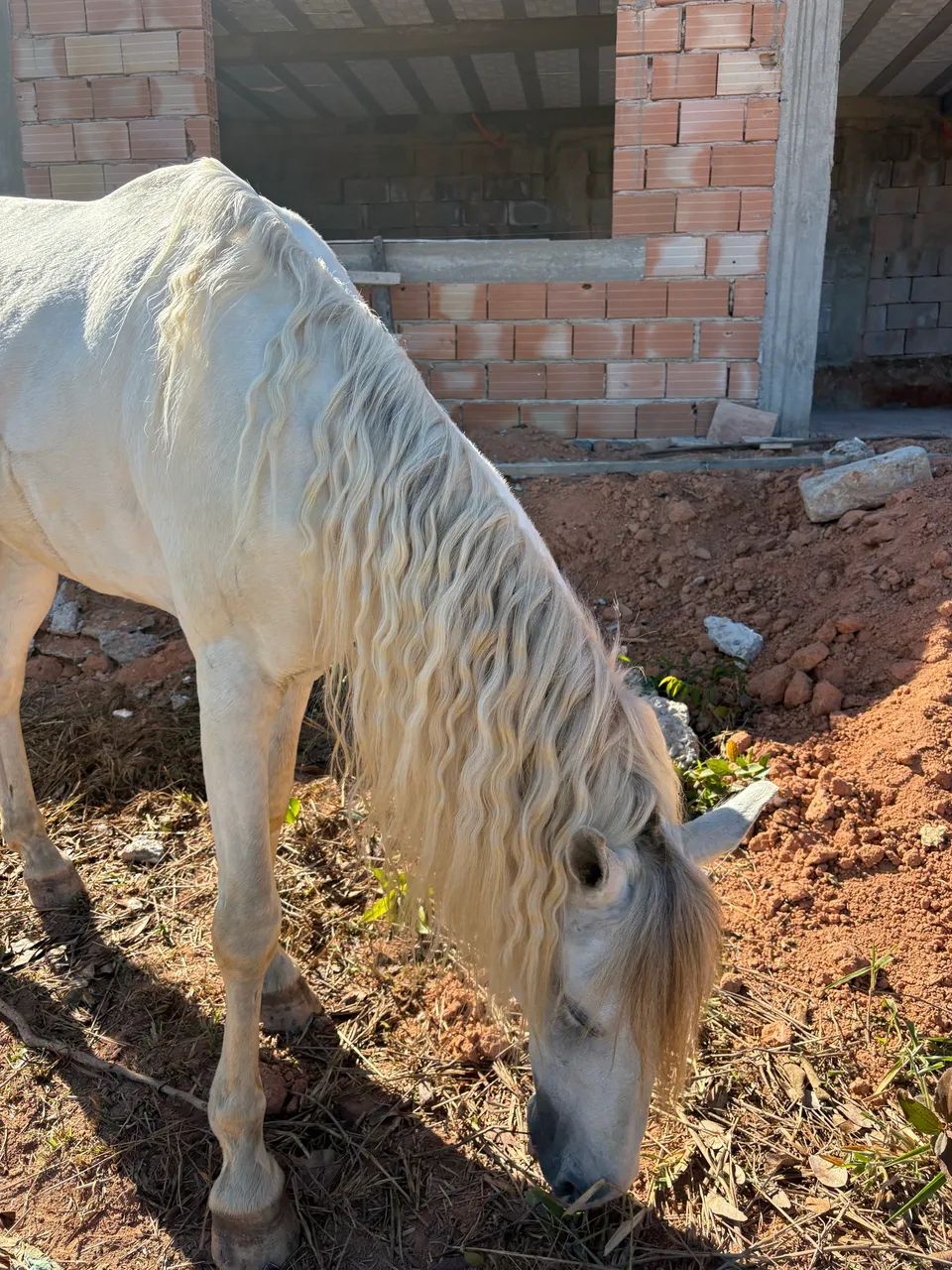 Cavalo mangalarga  - Foto 4