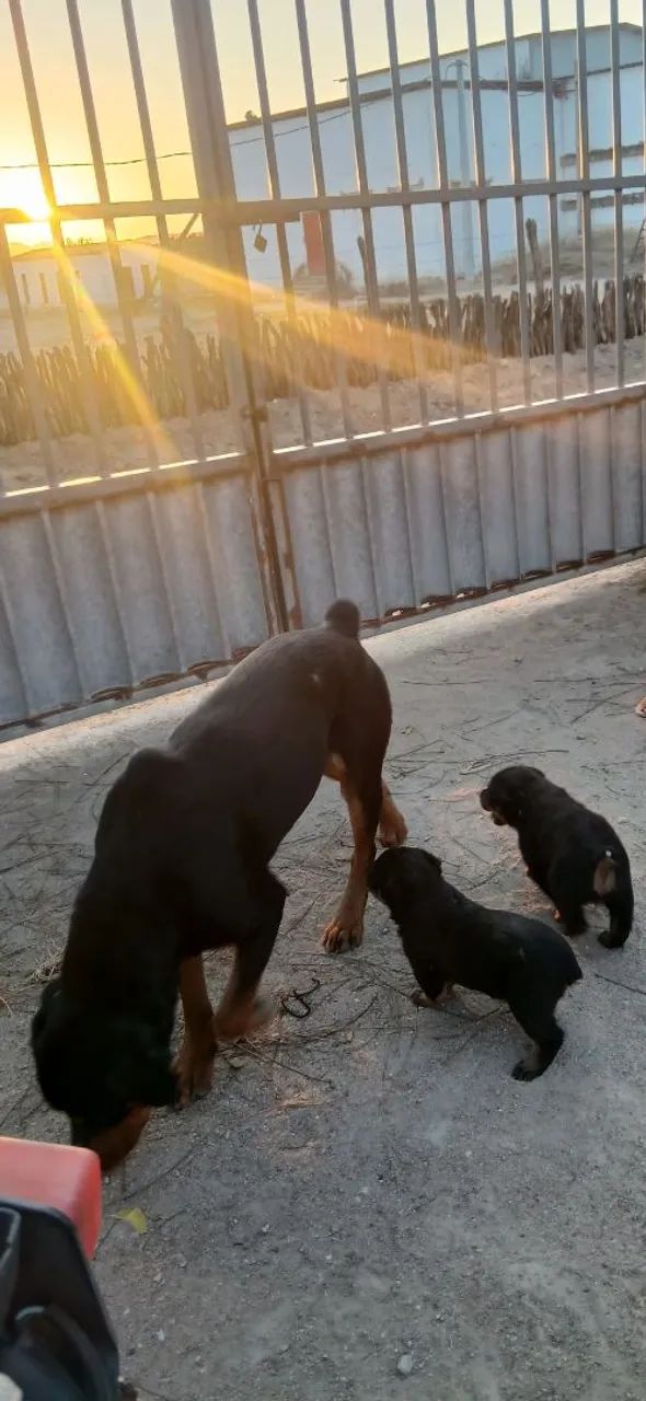 Filhotes rottweleir  - Foto 4