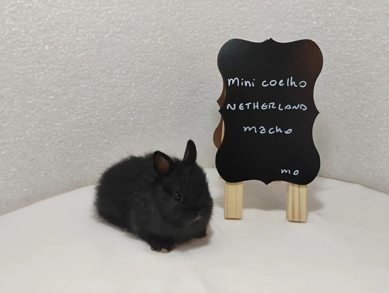 Mini Coelhos Filhotes com 31 dias de vida  - Foto 2