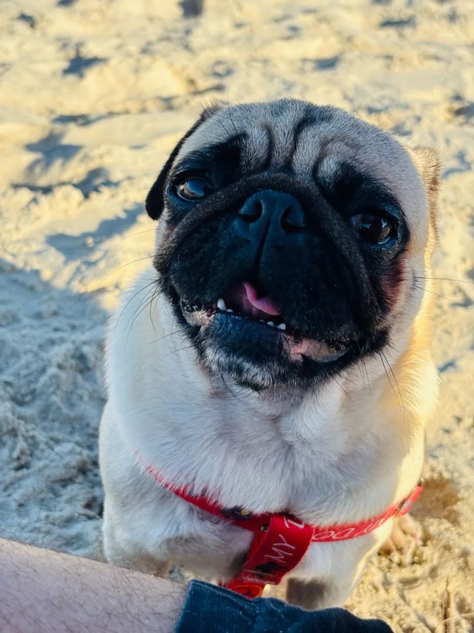 Procuro Pug macho - Foto 3