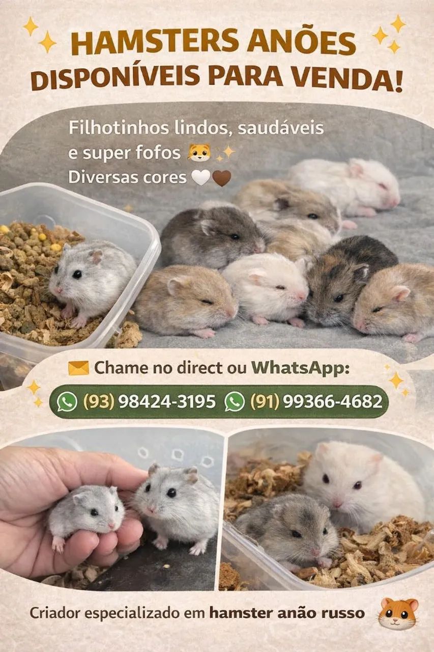 Hamster filhotes - Foto 6