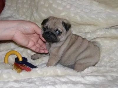 Pug filhotes lindos