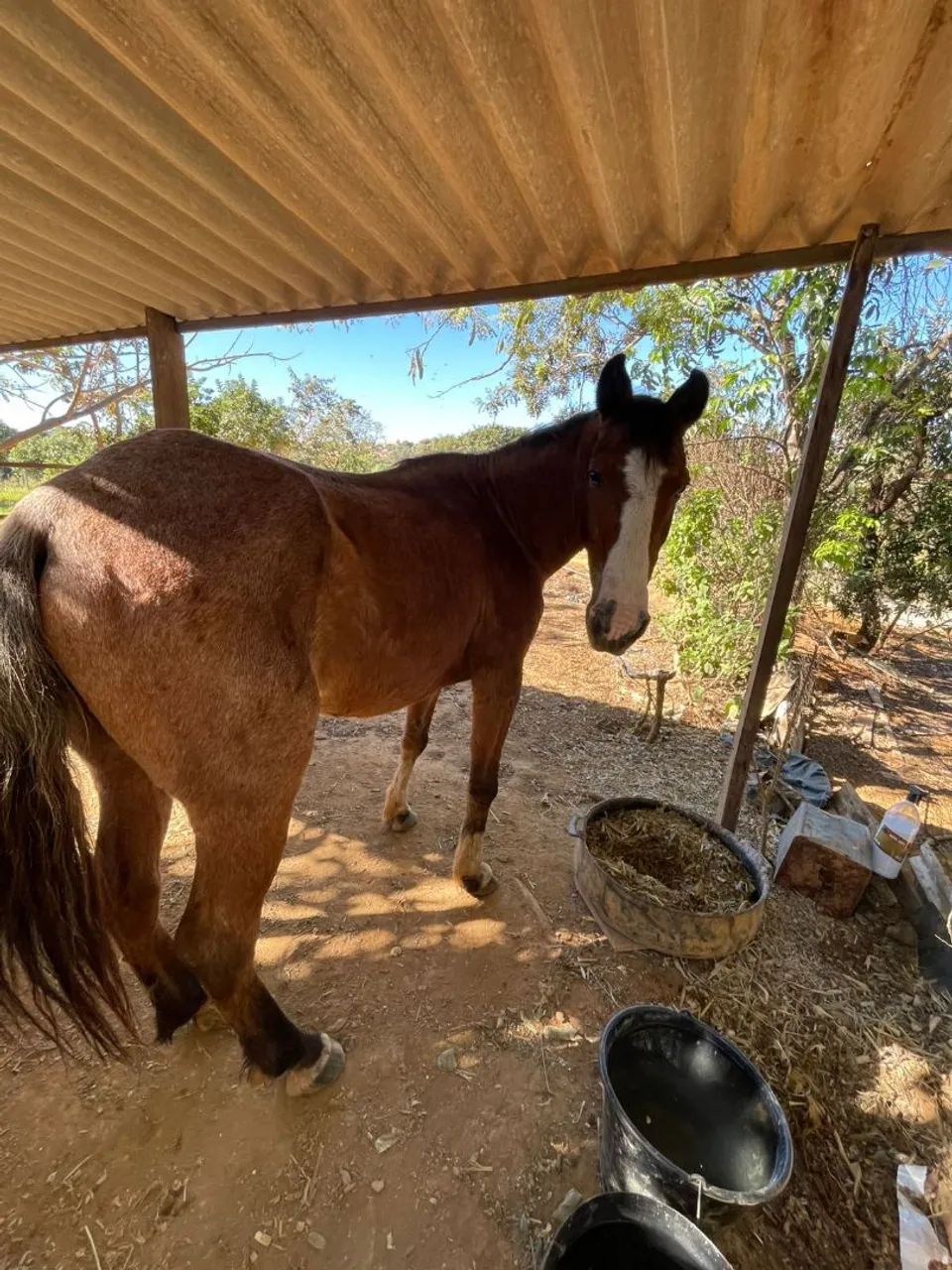 Cavalo de pequeno porte manso e bom de sela.