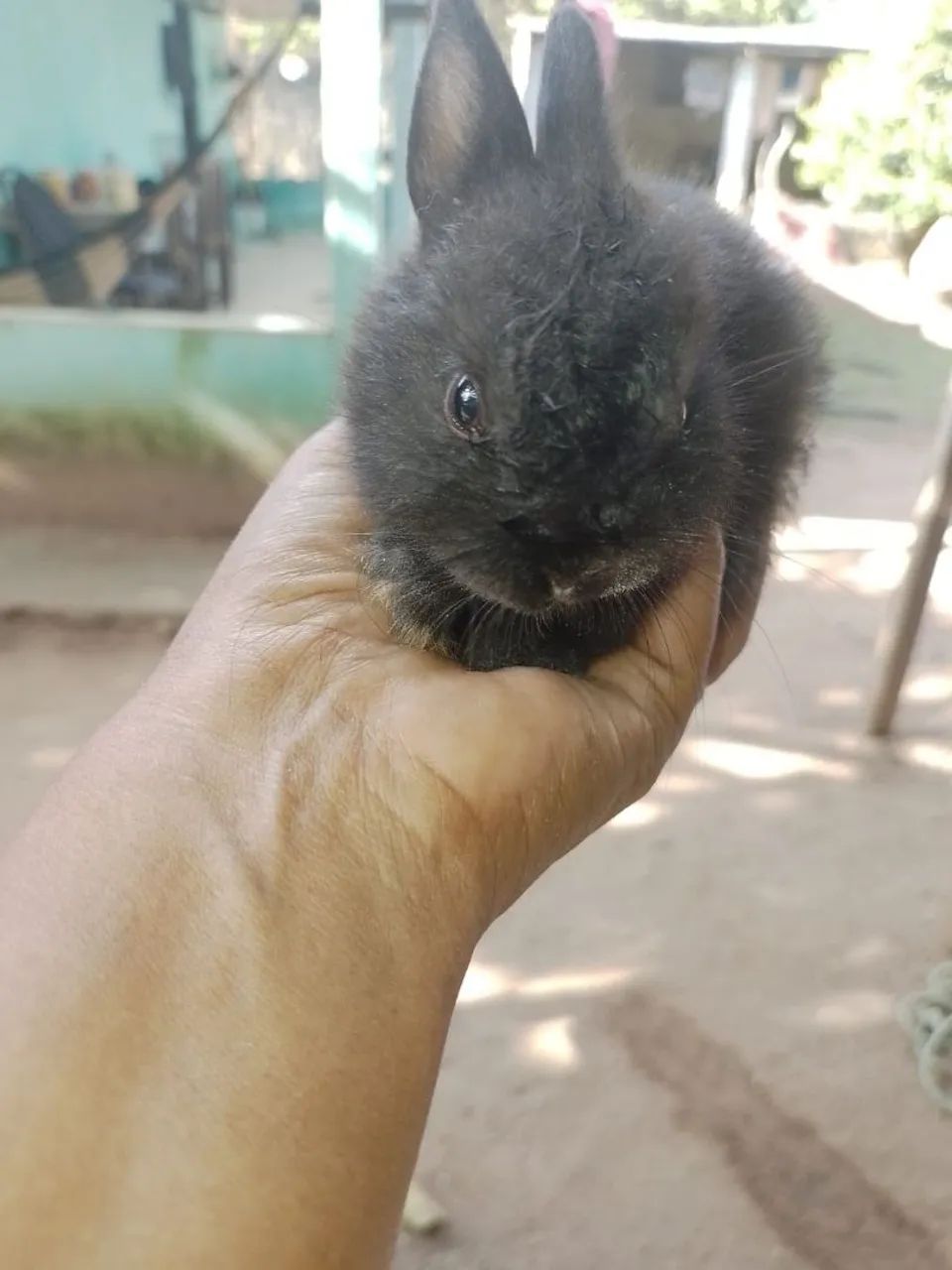  coelhinho  - Foto 5