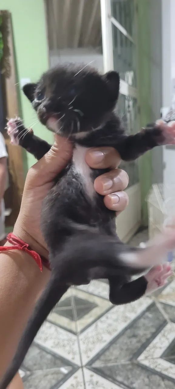 GATOS - Foto 3