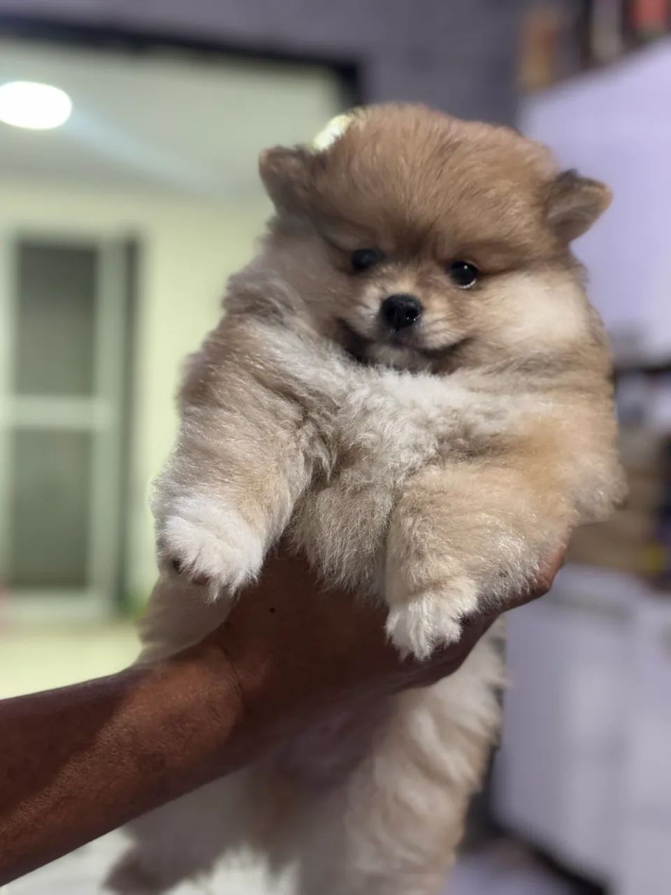 Spitz alemão macho  - Foto 3