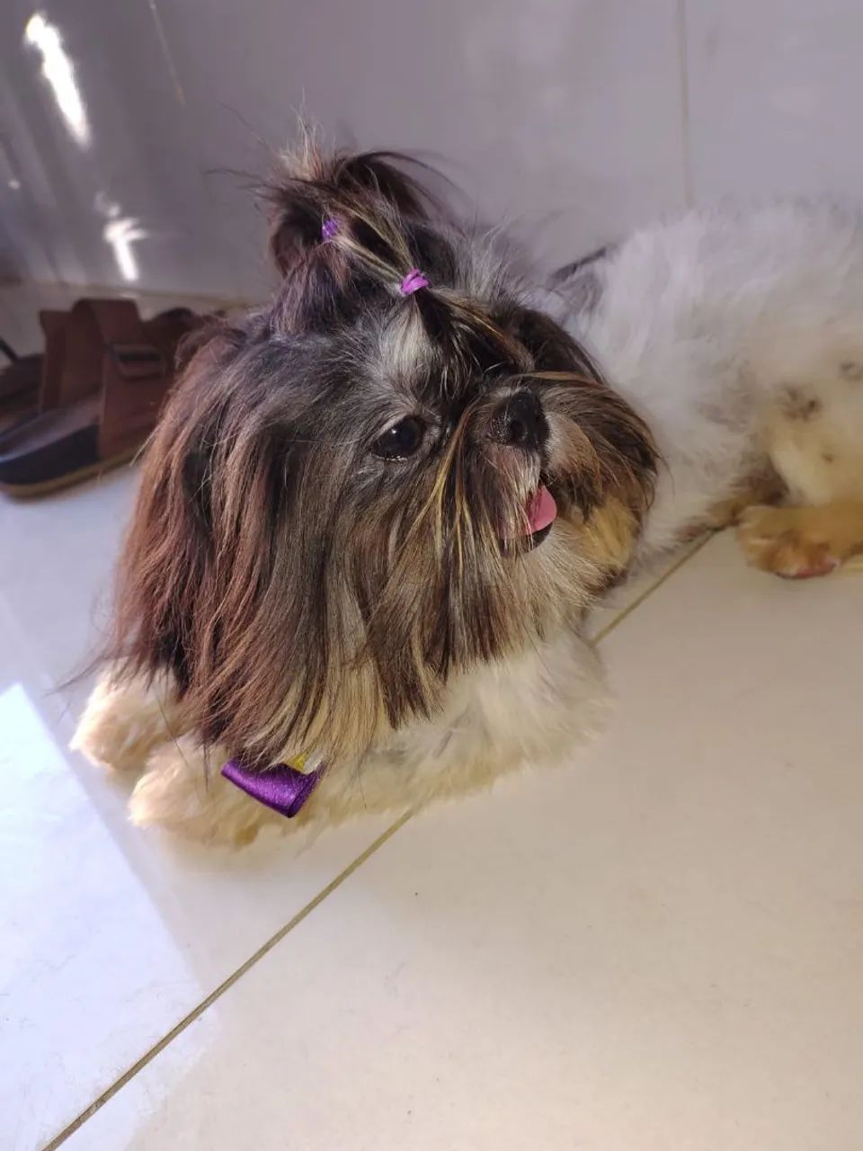 Shihtzu fêmea  - Foto 3
