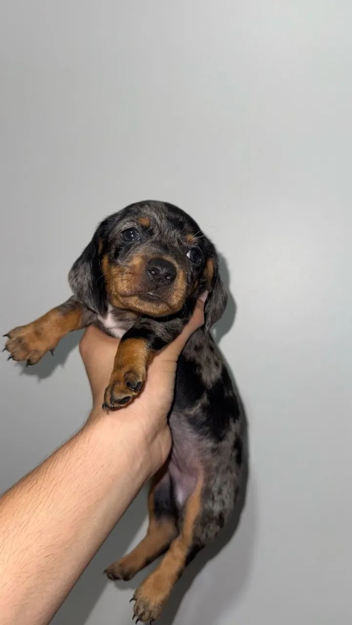 Salsicha/dachshund/teckel Macho - Foto 2