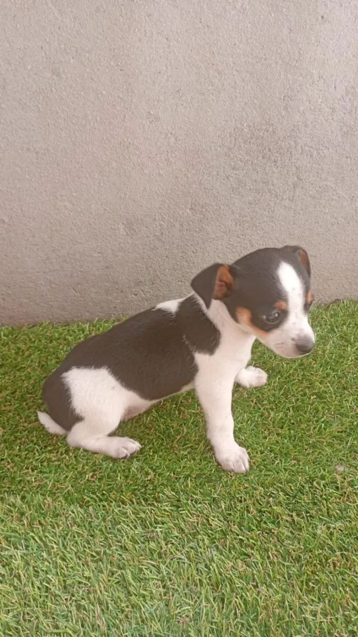 Pinscher filhote  - Foto 5