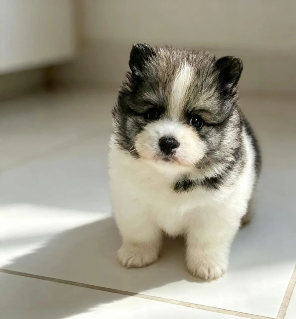 Spitz alemão anão 
