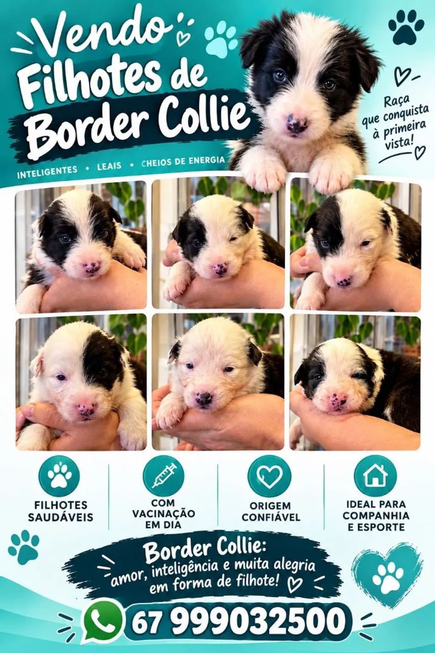 cachorro filhote boder cooler  - Foto 4