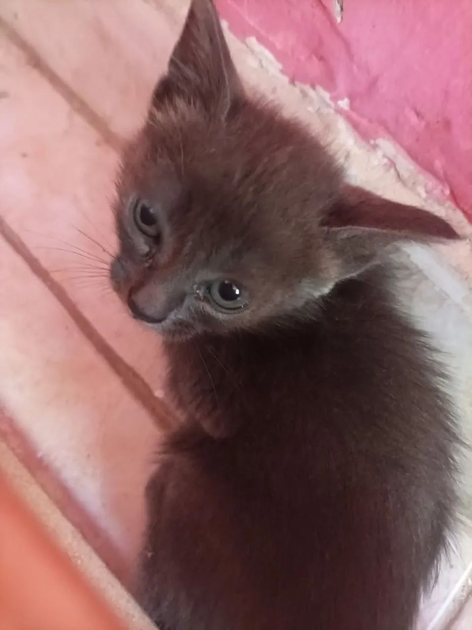 Doação de 2 Filhotes de Gatos - Foto 4