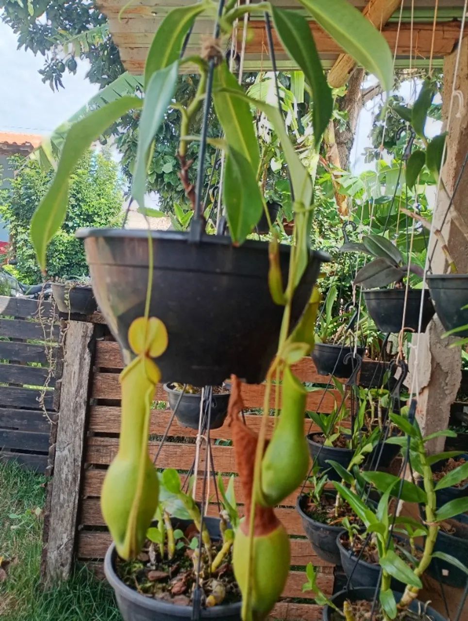 Planta carnívora  - Foto 2