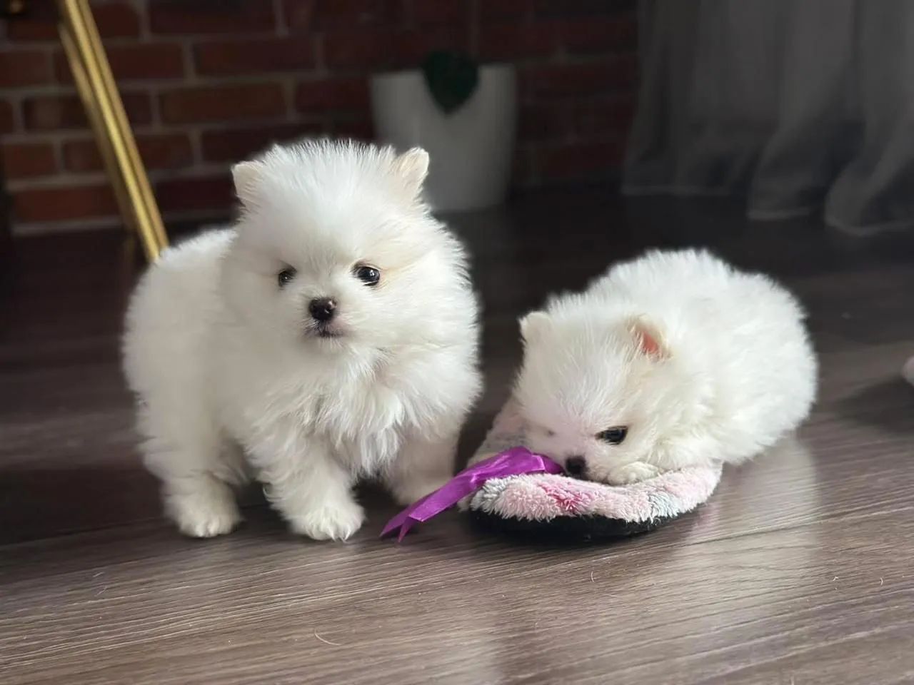 Vendo filhotes de Spitz alemão branquinhas mini