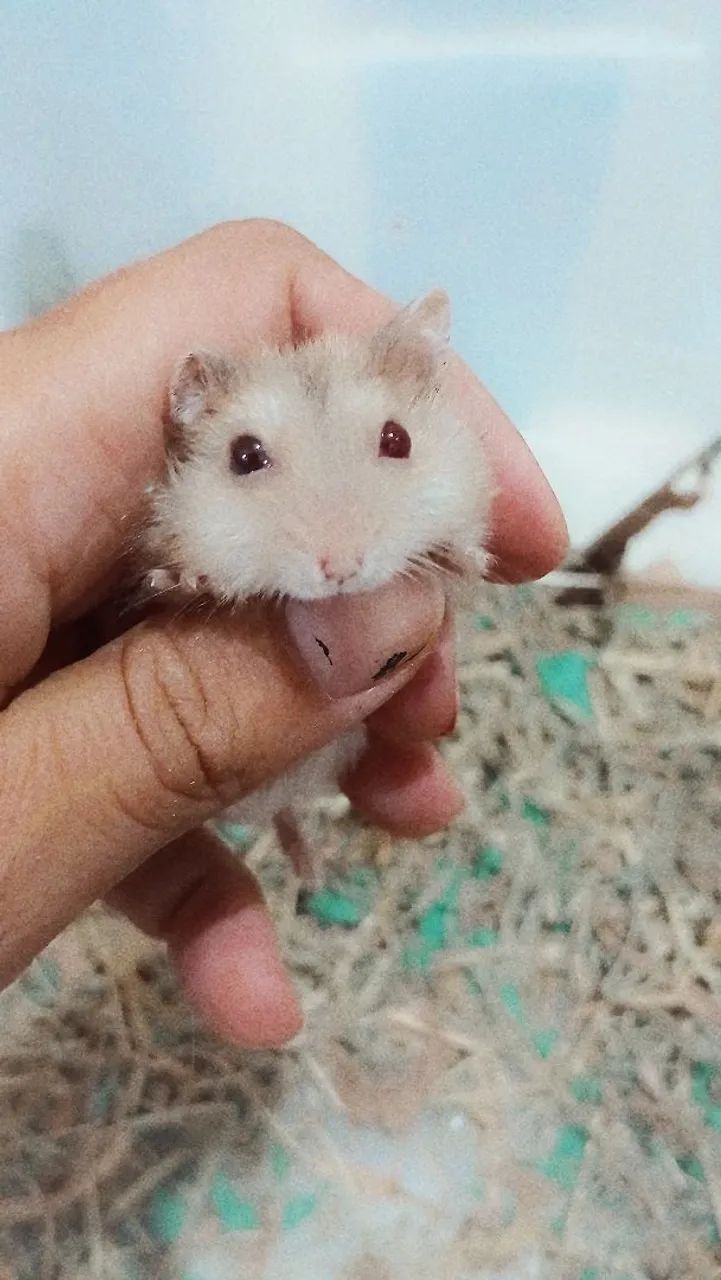 Hamster anao russo macho - Foto 4