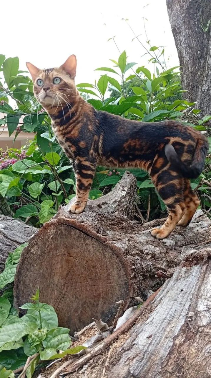 Gato Bengal macho - Foto 3