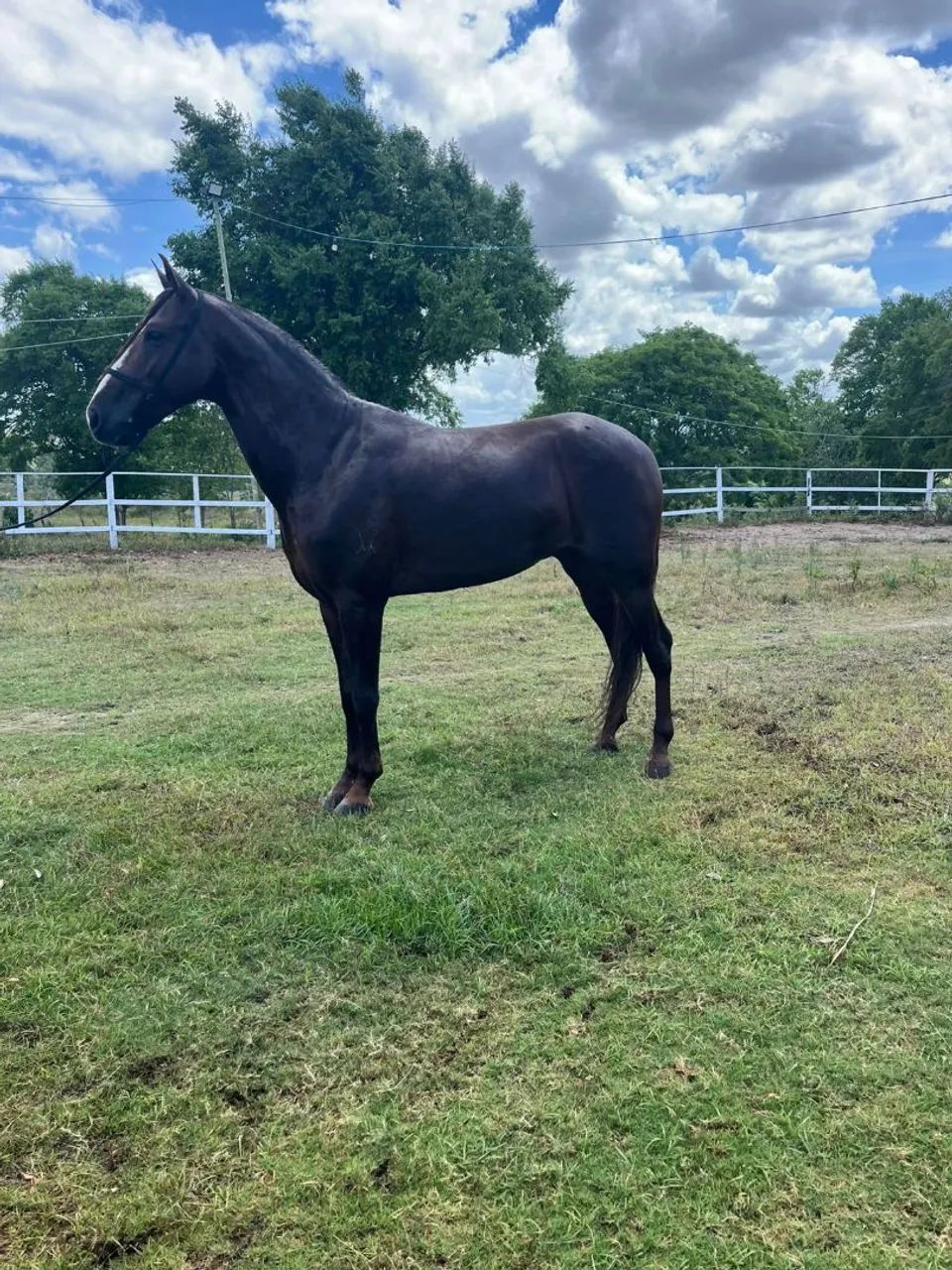 Cavalo marcha picada  - Foto 3