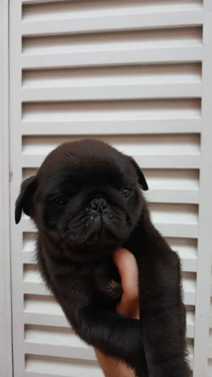 Pug macho  - Foto 3
