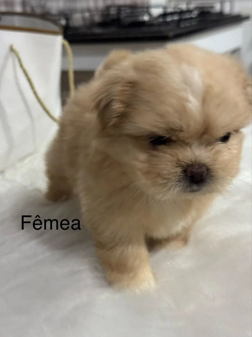 Filhotes de shih tzu 