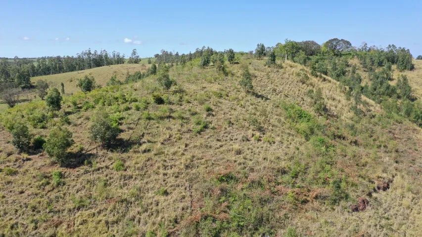 Fazenda  135  alq. oportunidade - Foto 2