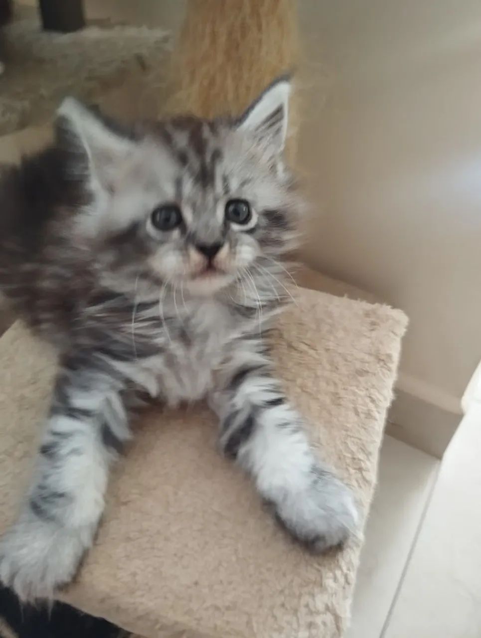 Filhotes Maine Coon - Foto 2