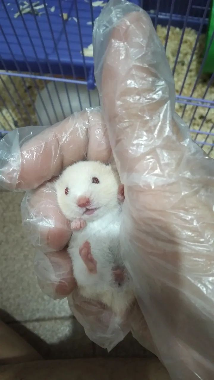 Hamster filhote  - Foto 4