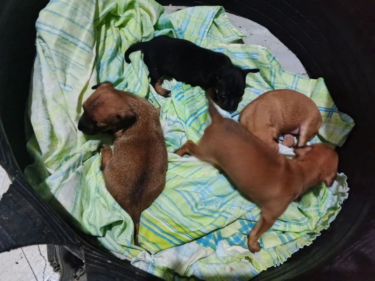 Pets  - Foto 4