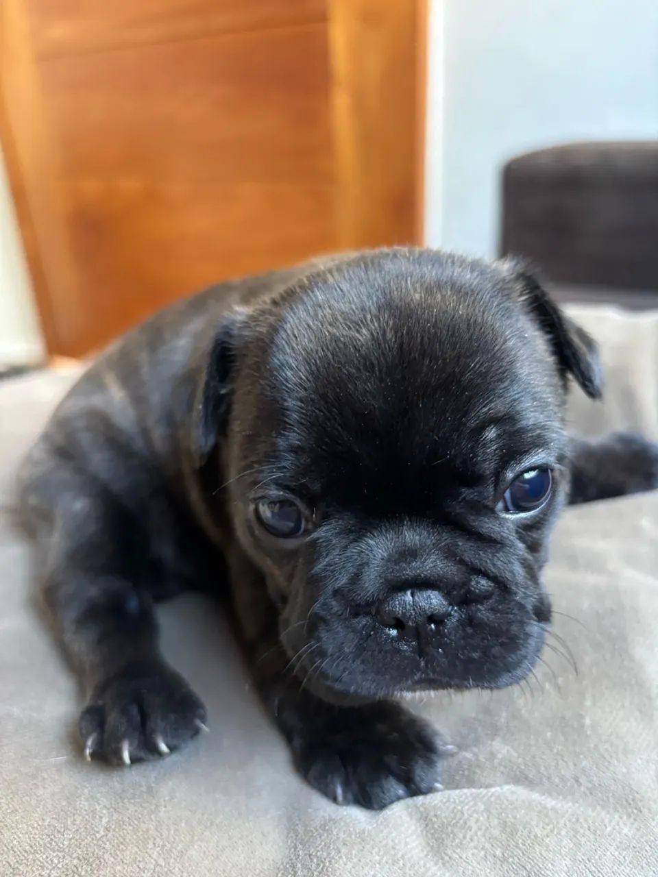 Buldogue francês  - Foto 4