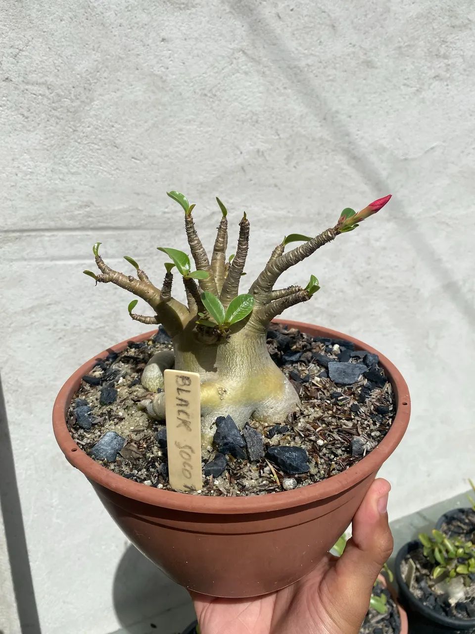 Caudex escultural- Arabicum Black Soco Thai  - Foto 3