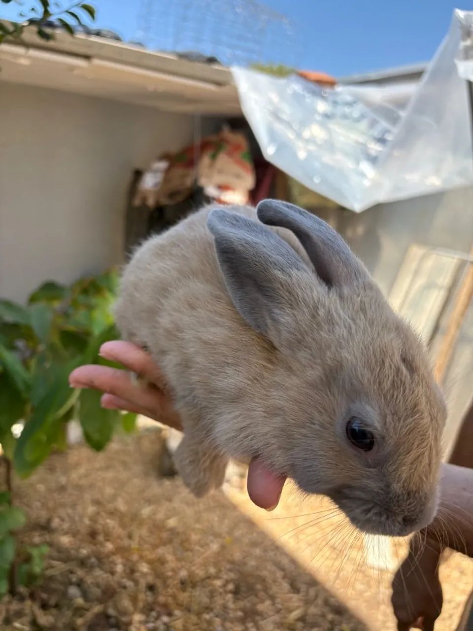 ? **COELHOS À VENDA - LINDOS E SAUDÁVEIS\!** ? - Foto 3
