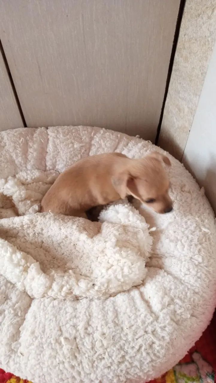 Pinscher Machinho original  - Foto 4