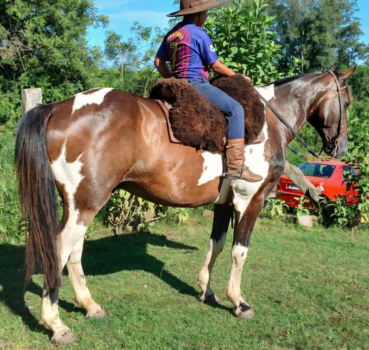 Tobiano castrado muito mansinho e enorme
