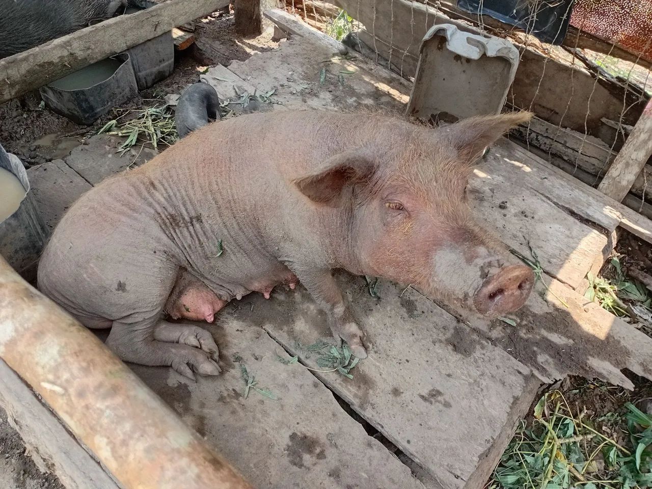 Vendemos porco ? ?  - Foto 5