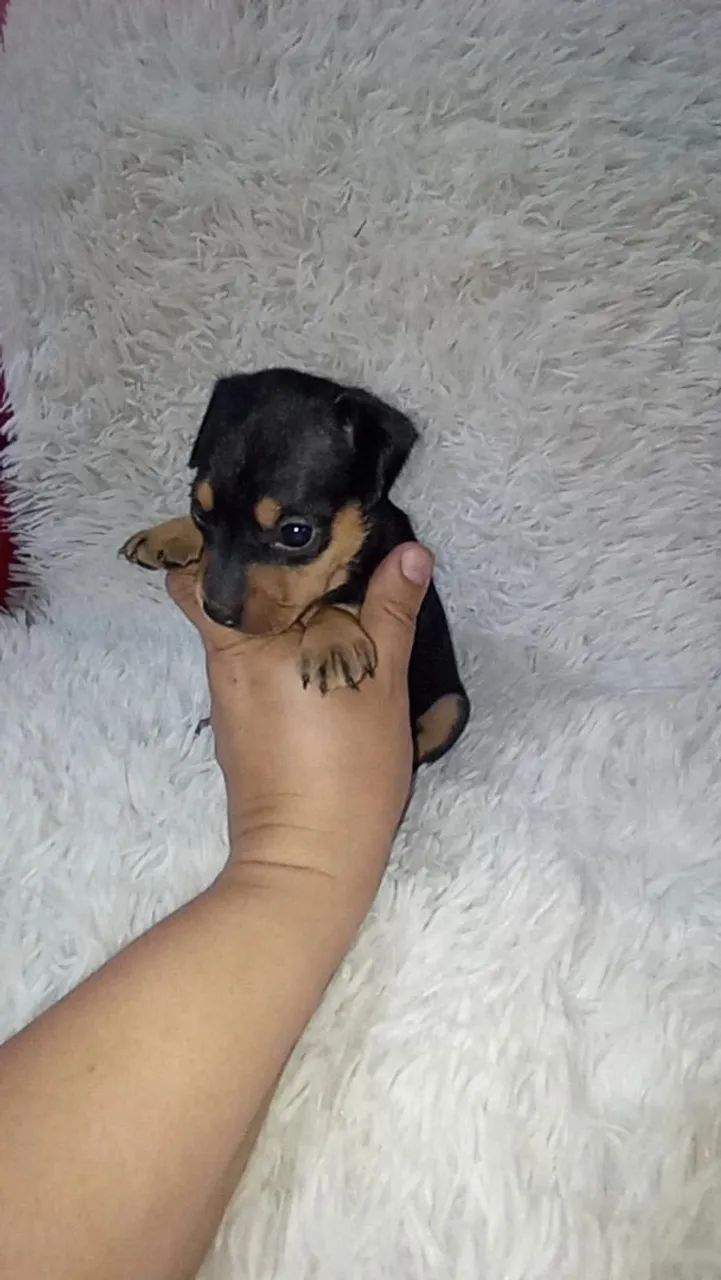 Pinscher miniatura macho  - Foto 2