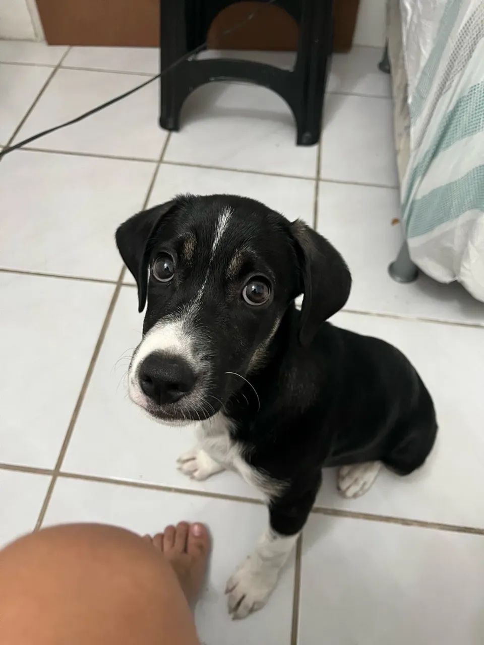 cachorro - Foto 2