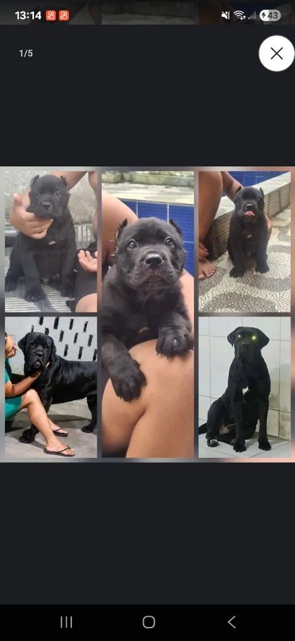 Cane corso  - Foto 5