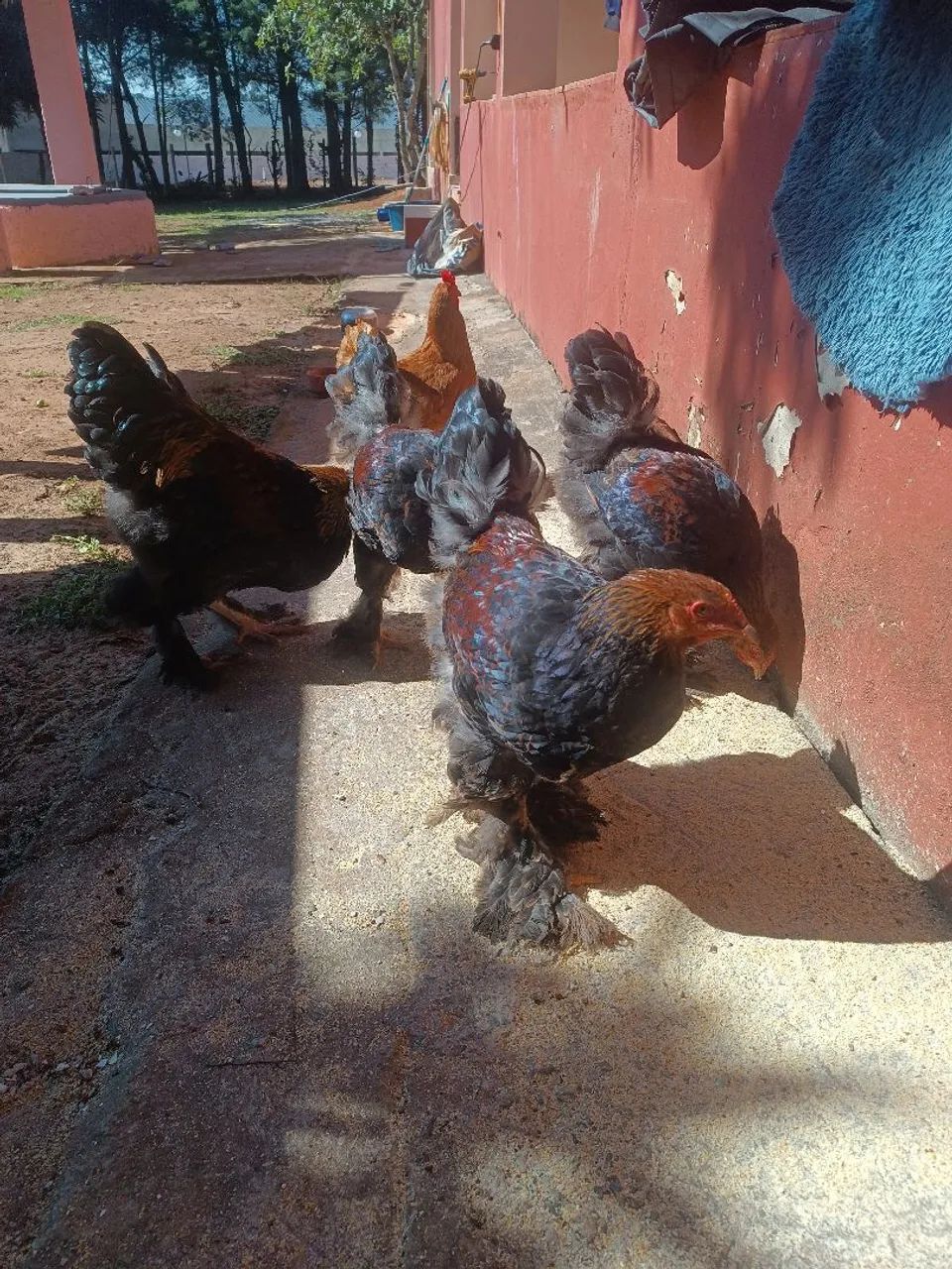 Frango bhama perdiz - Foto 3